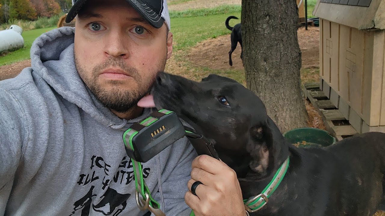 Dogs GPS collar quits working during a bear chase!