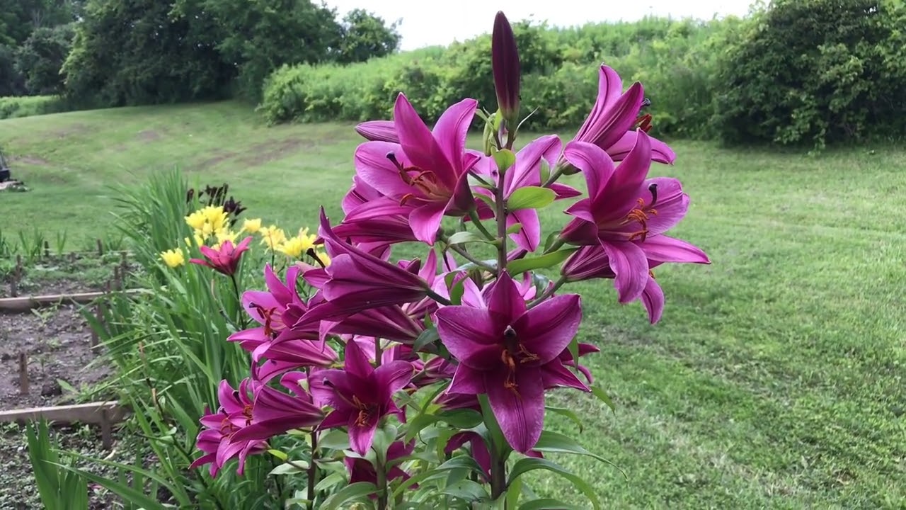 Harvesting History's 2022 Asiatic and Oriental Lily Collections - Our Oriental Trumpet Lilies