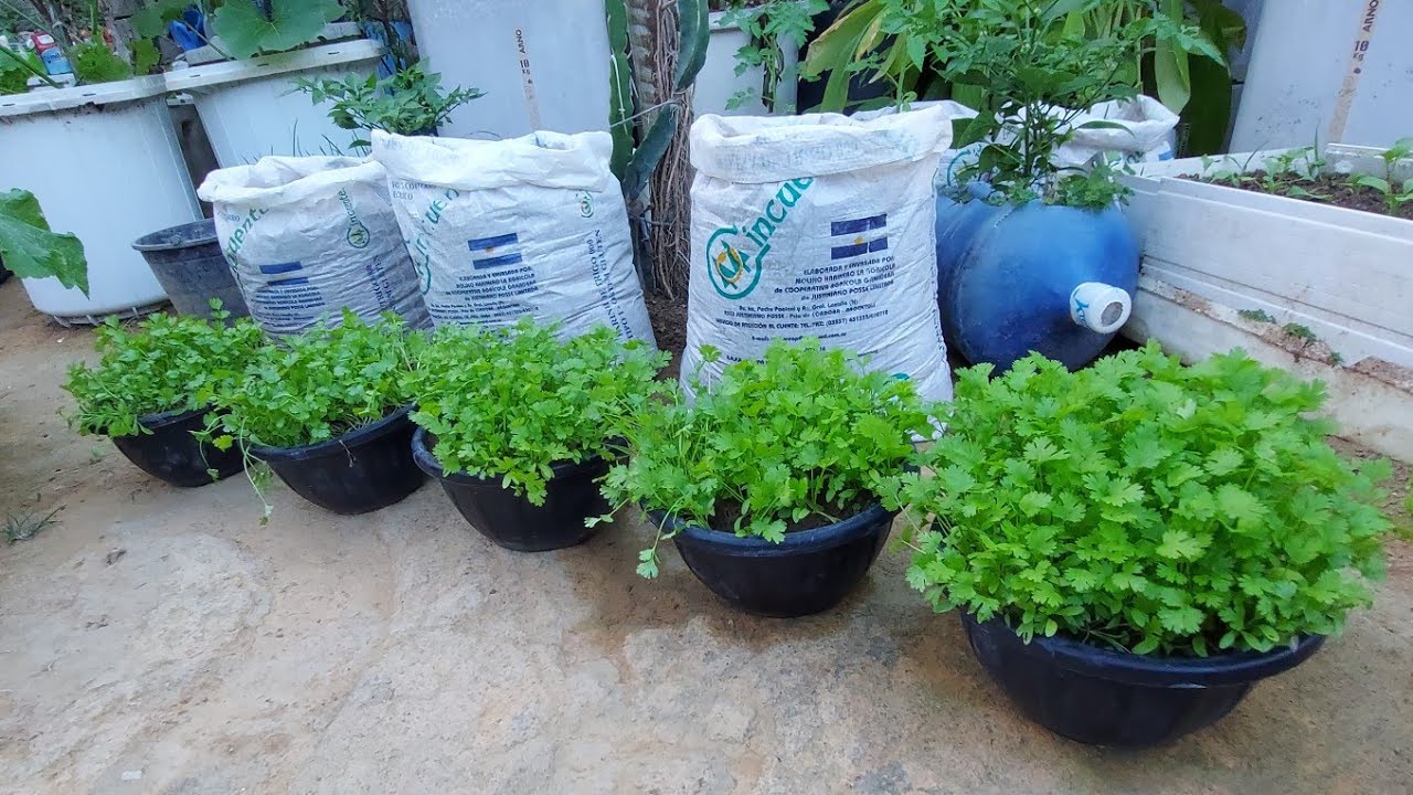 Como plantar coentro
