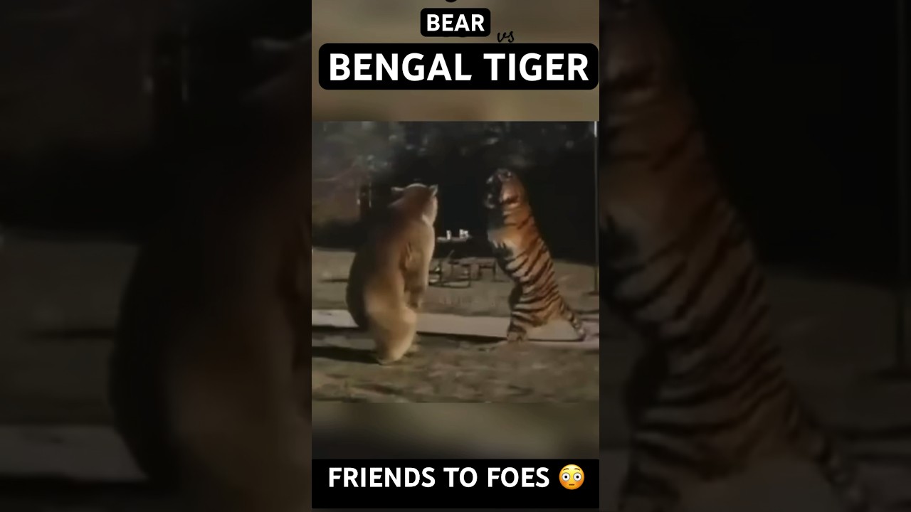 Grizzly Bear vs Bengal Tiger! 😳🐻🐯#tiger #bengaltiger #grizzlybear #bear #tigervsbear #wildlife