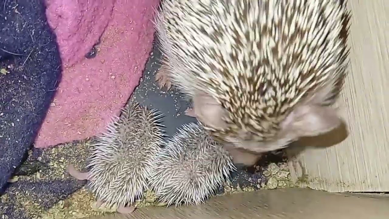 🥰❤️ Ёжик Фенита впервые стала мамой Д.10 Mother hedgehog Fenita D.10 #ezhikafro #hedgehog #ёжик 