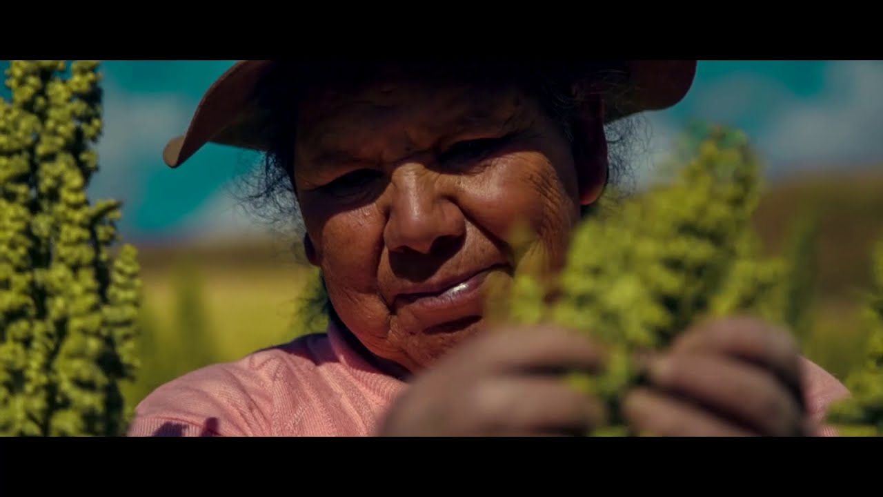Producción orgánica de quinua en Apurímac