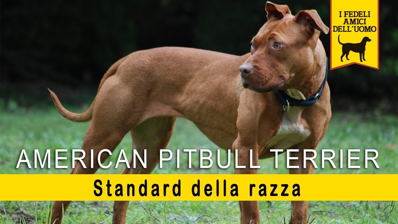 American Pitbull Terrier - Standard di razza