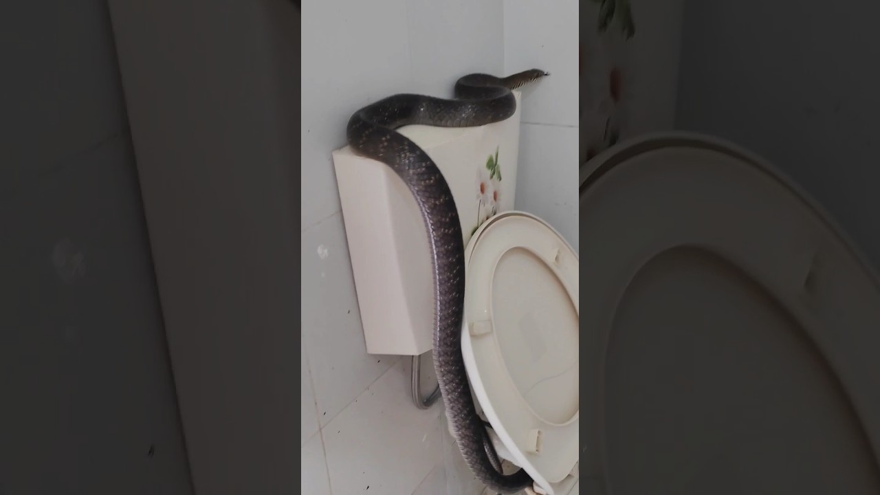bathroom 🐍😮me snake#snakevideo #snakes #rescued #rescuevideos #snackvideo #saanp #viralonyoutube
