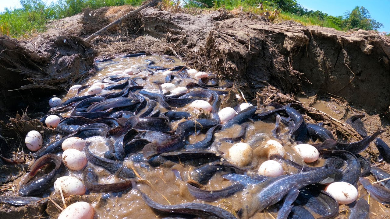 Wow, best catching fish, best hand fishing, catch a lot of fish and pick eggs by hand