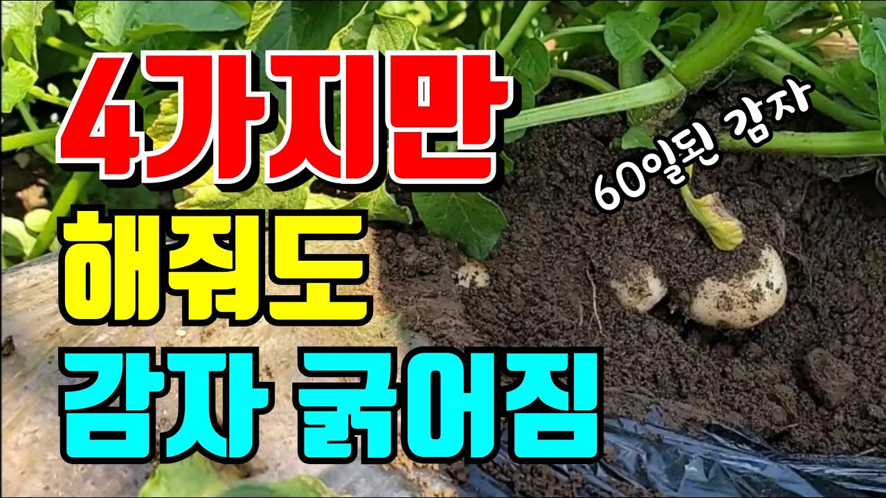 감자 키우기위한 4가지 꼭 해줘야 하는일/감지크는시기에 해주면 주먹만한감자 키울수있어요.