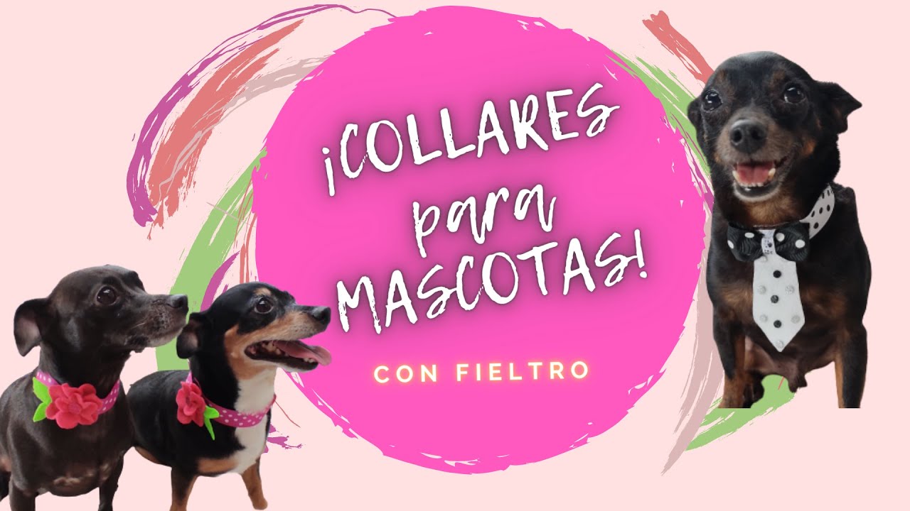 ACCESORIOS Para MASCOTAS!!! Collares CORBATA Y FLOR con Fieltro!