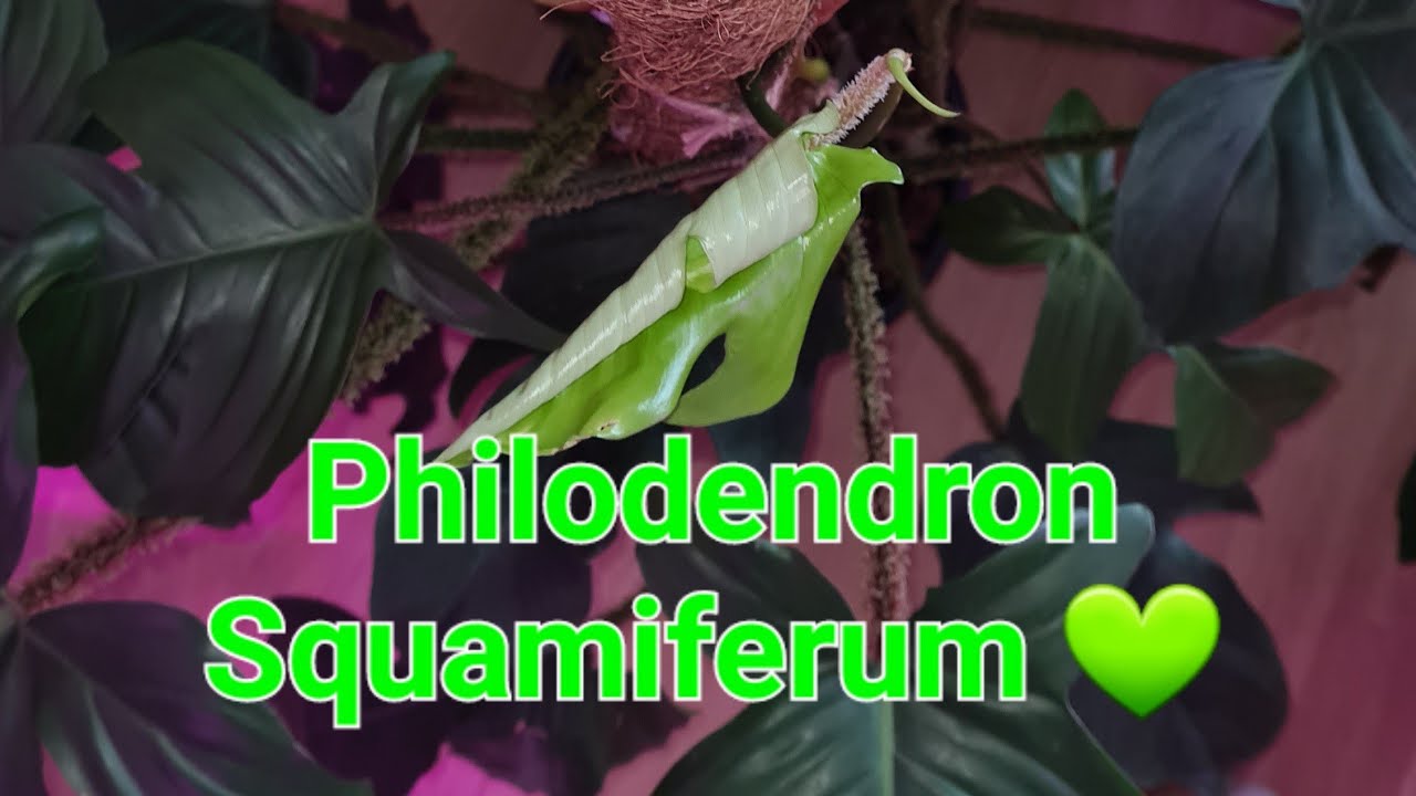 Le Philodendron Squamiferum