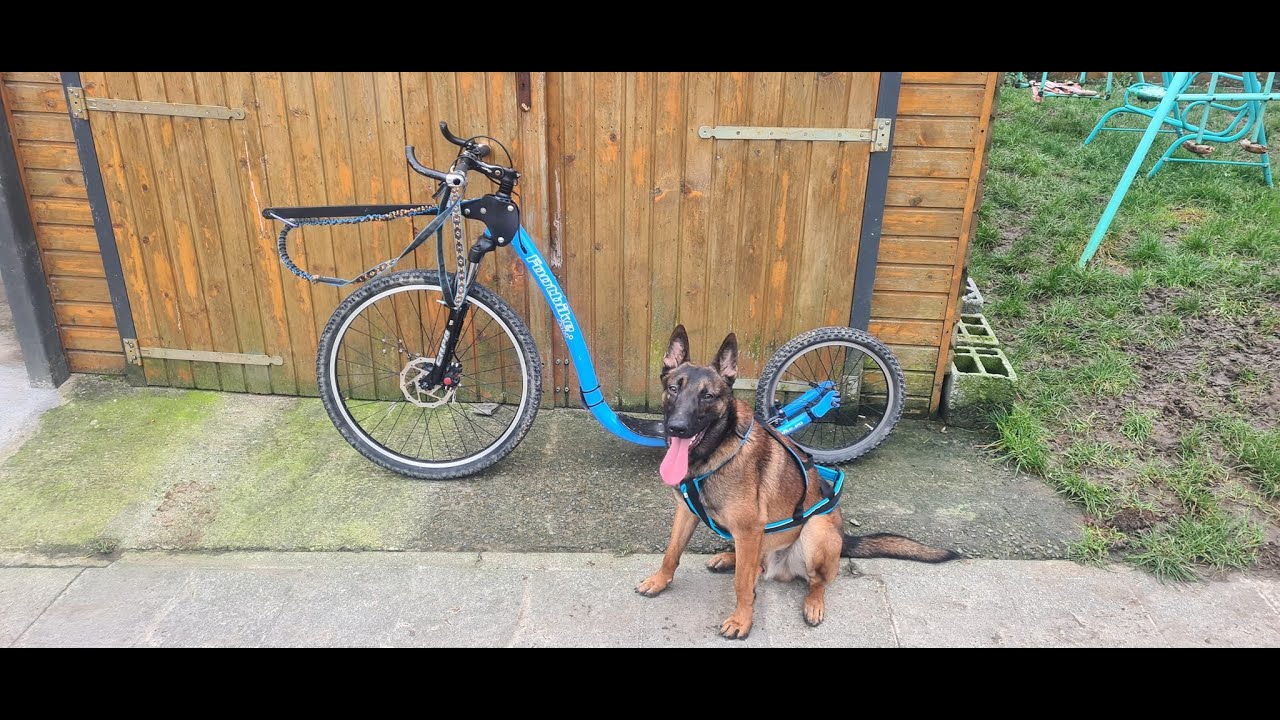 Cani trottinette
