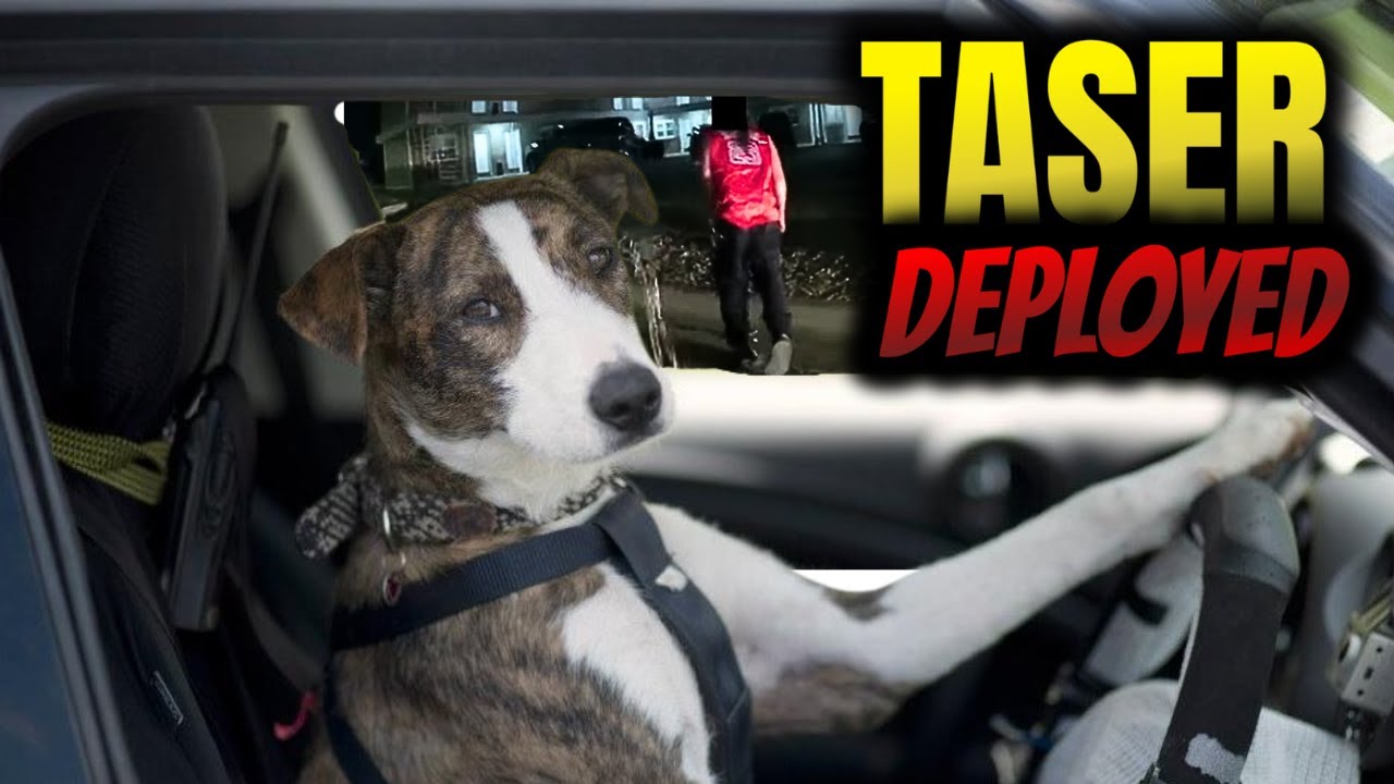 Man Switches Seat with Dog, Gets Tased