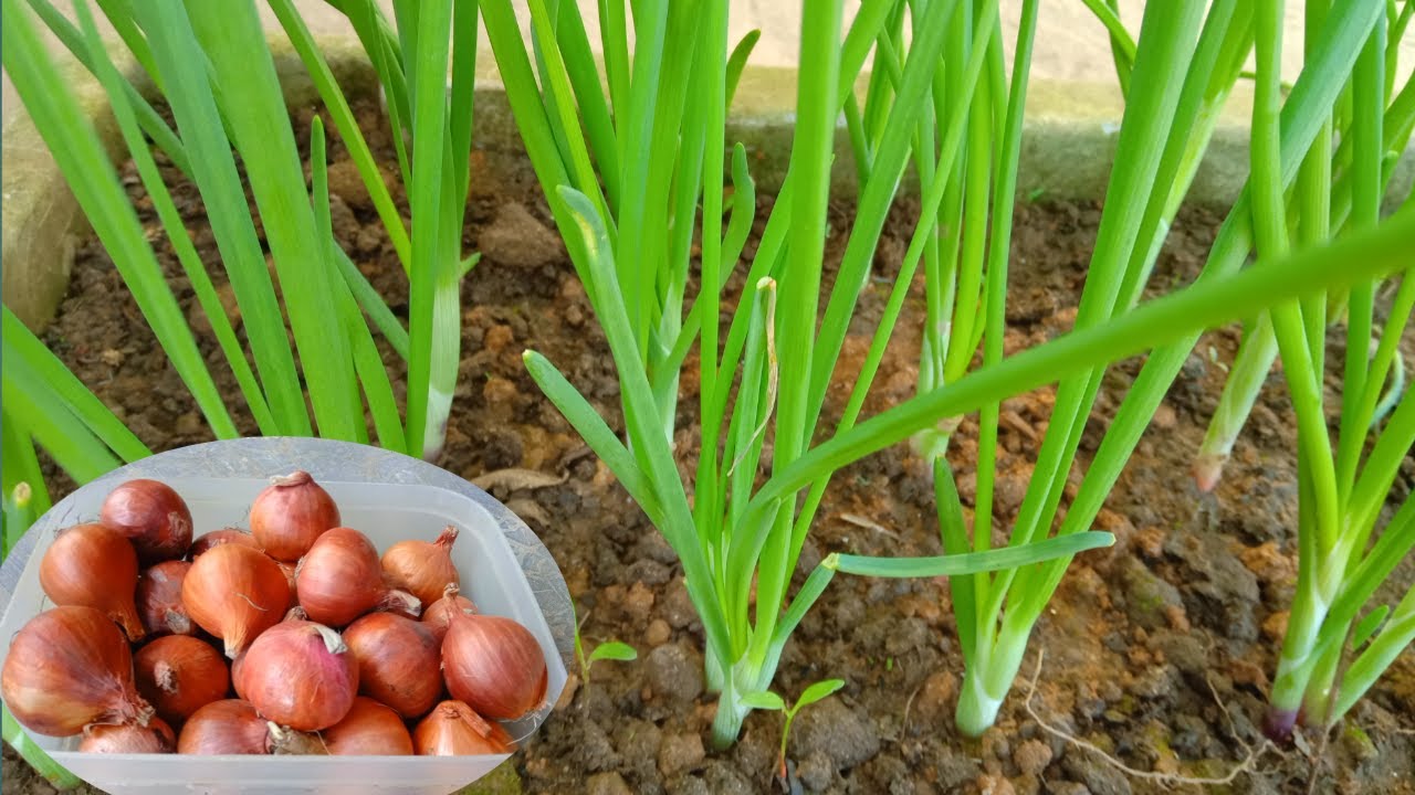 টবে পেঁয়াজ পাতা চাষ পদ্ধতি (পর্ব - ১)  || Onion Leaves Cultivation in Pots || Part - 270