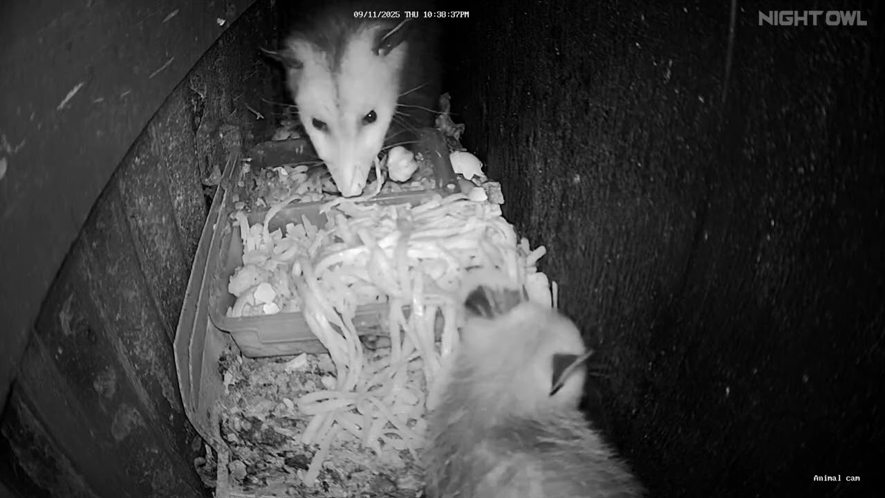 Opossum Petey and her (second litter) baby. 