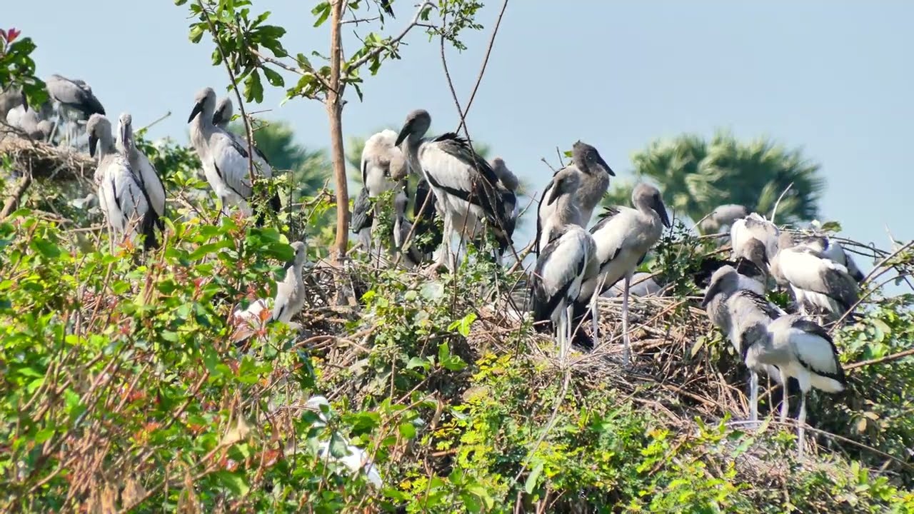 Bird Sanctuary Preserving Habitat, Harmony, and Hope for Feathered Species 00142
