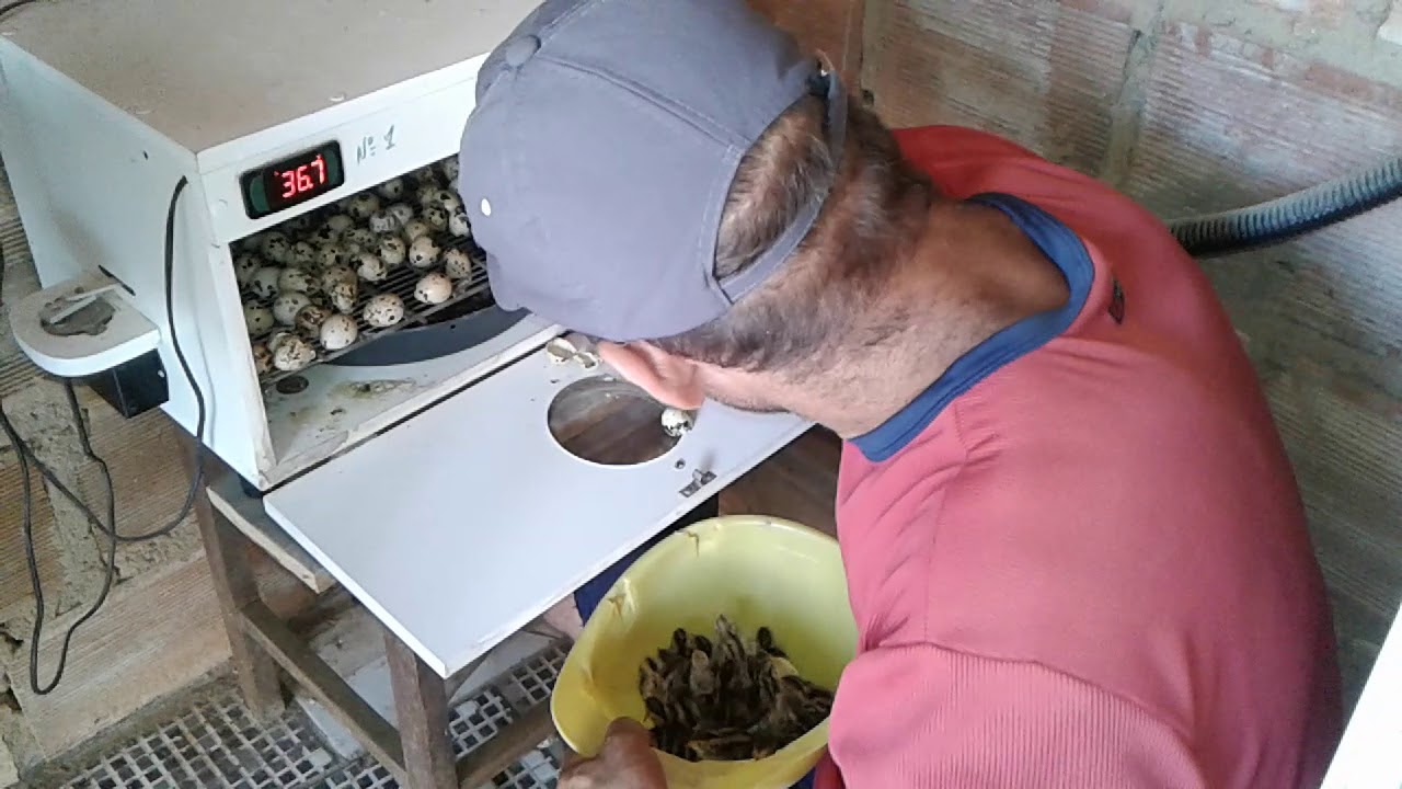Tirando os pintinhos de codornas / 16 video