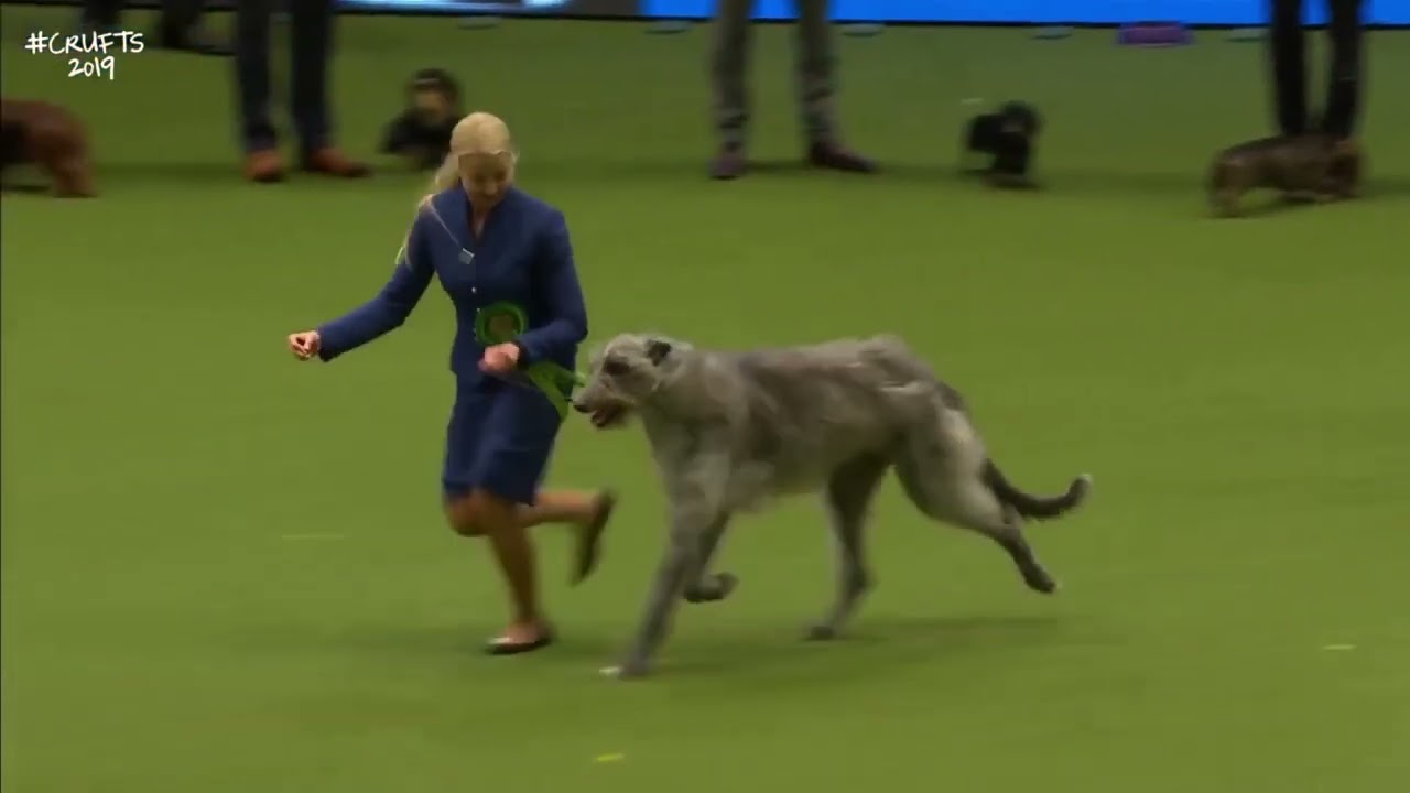 Best of Breed, Hound Group|DEERHOUND|