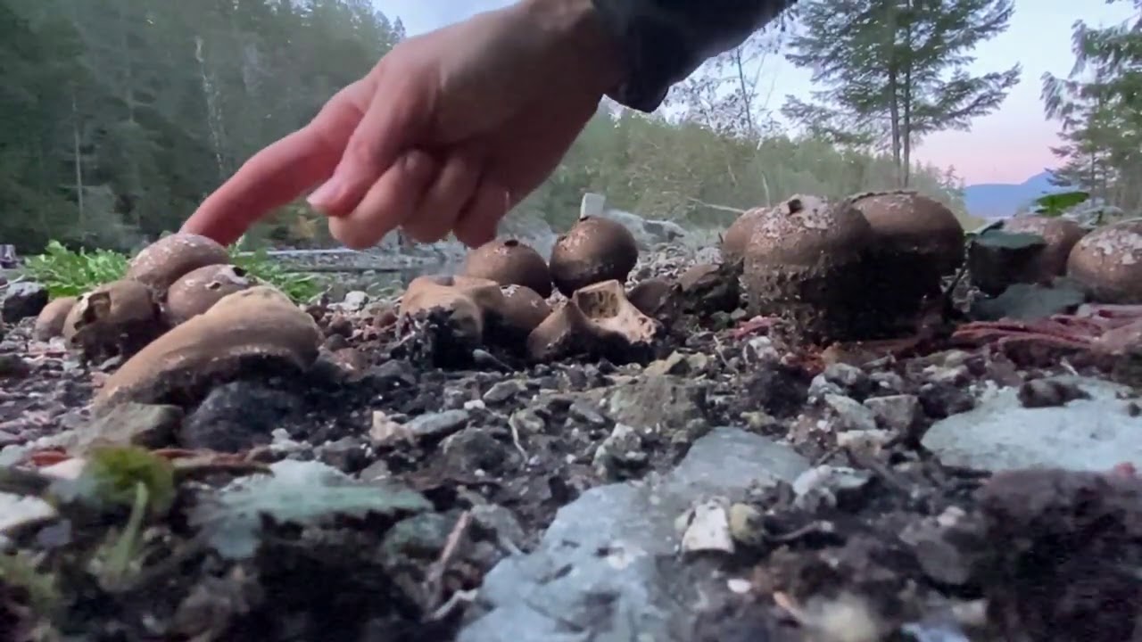 Puff Ball Symphony: Spore expressions of a Lycoperdon