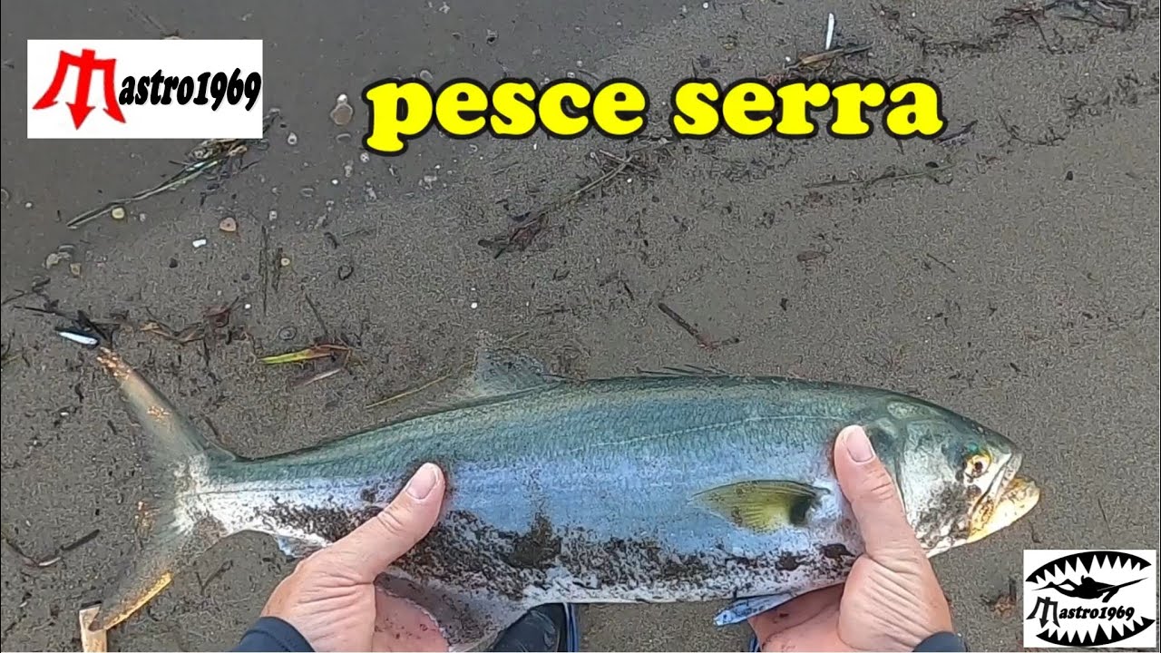 pesca spinning montatura mastro1969 serra lecce amia mini e tanti attacchi