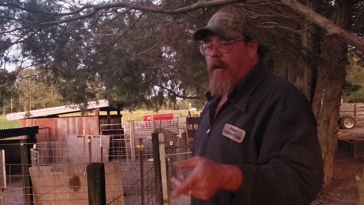 Pig troughs and loading chutes