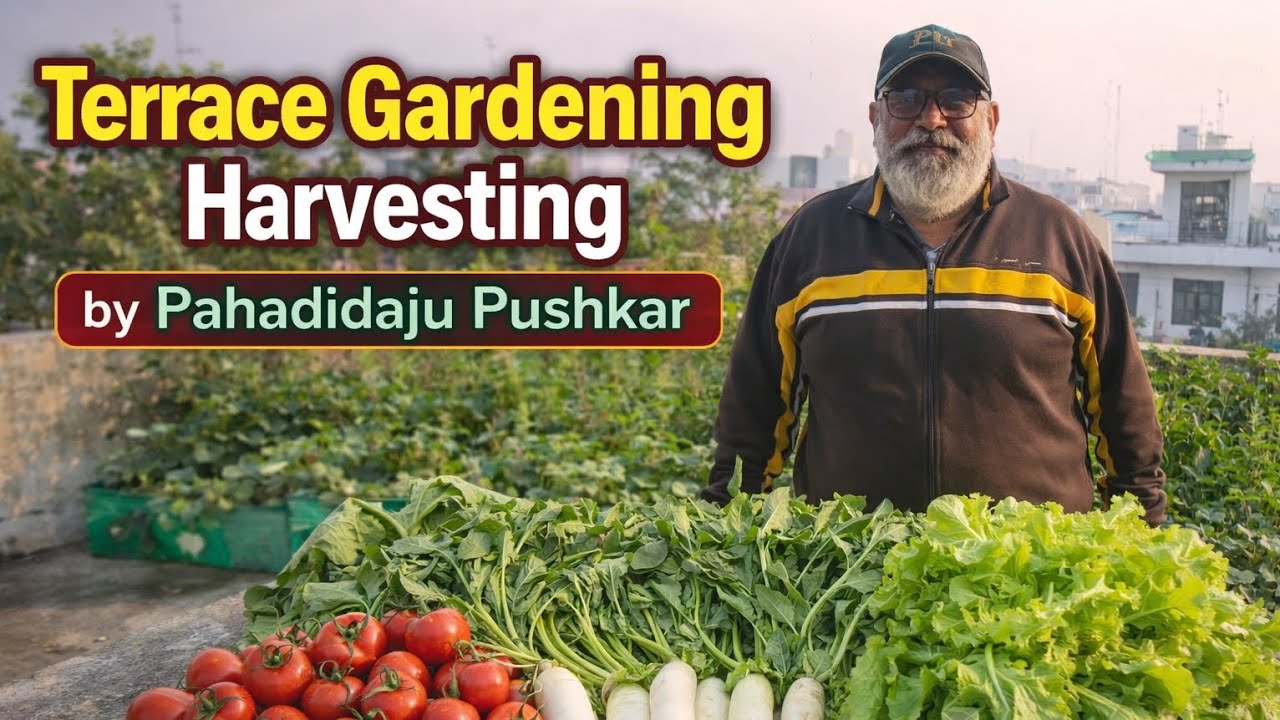 Terrace Gardening Harvesting | Fresh Tomato, Palak, Mooli & Saladpatta | Pahari Daju Pushkar