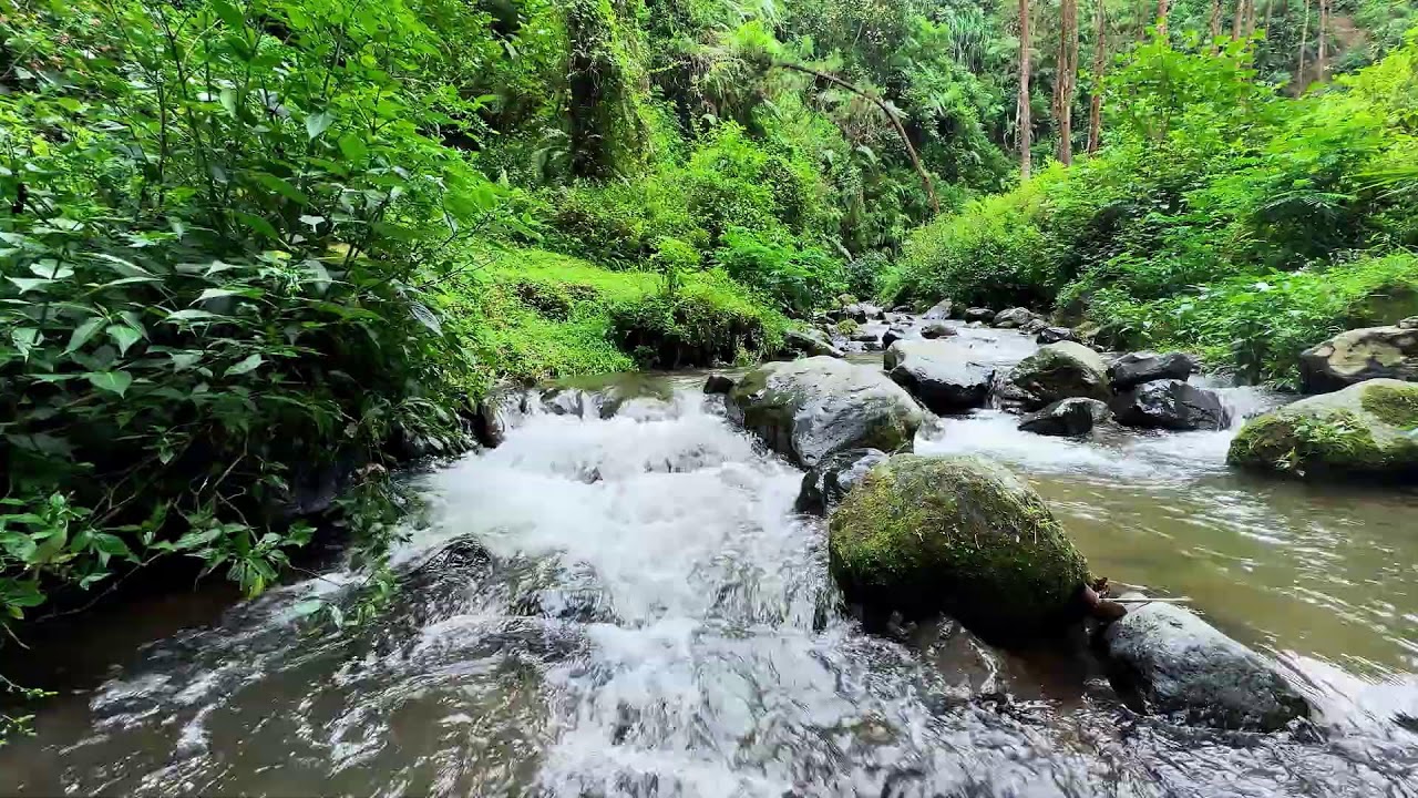 Relax to river sound around silent leafy river scenery protecting deeper deep sleep for healing