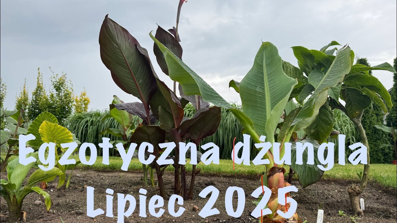 Egzotyczna dżungla-lipiec 2025🌴🌱