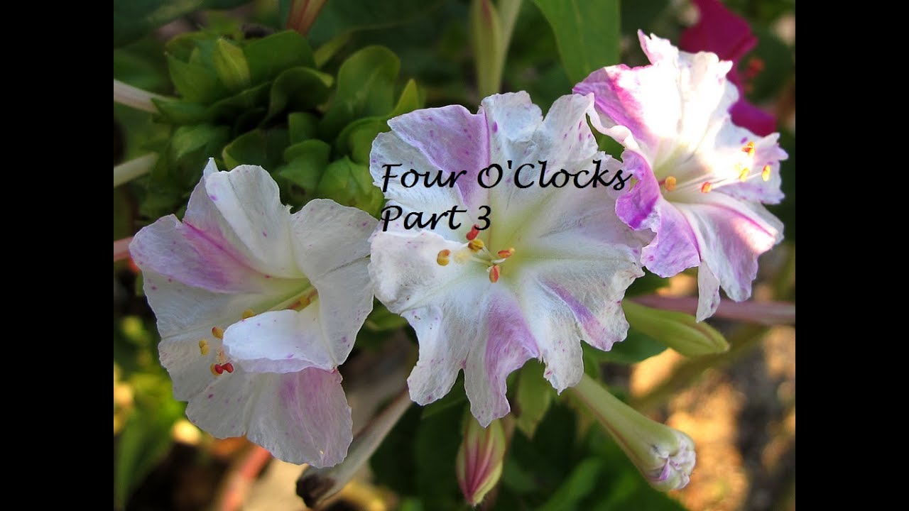 Starting seeds, Part 3 Four O'Clocks