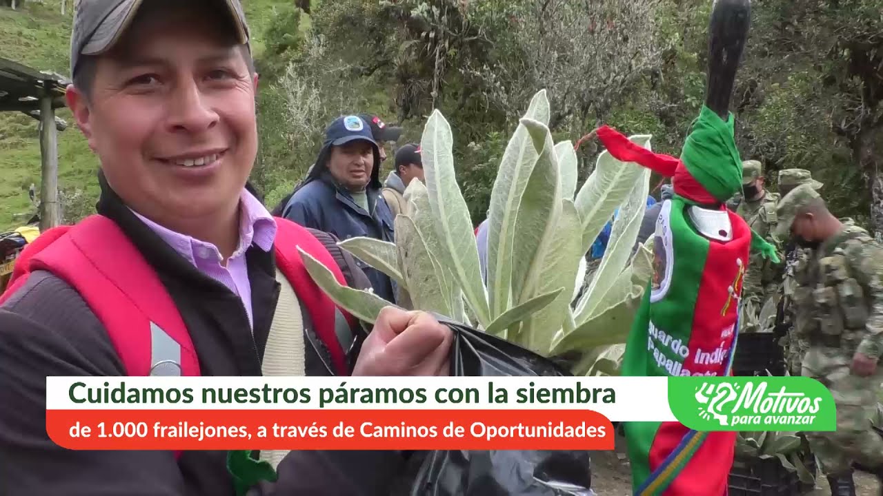 Siembra de Frailejones, en el corregimiento de Valencia en el municipio de San Sebastián.