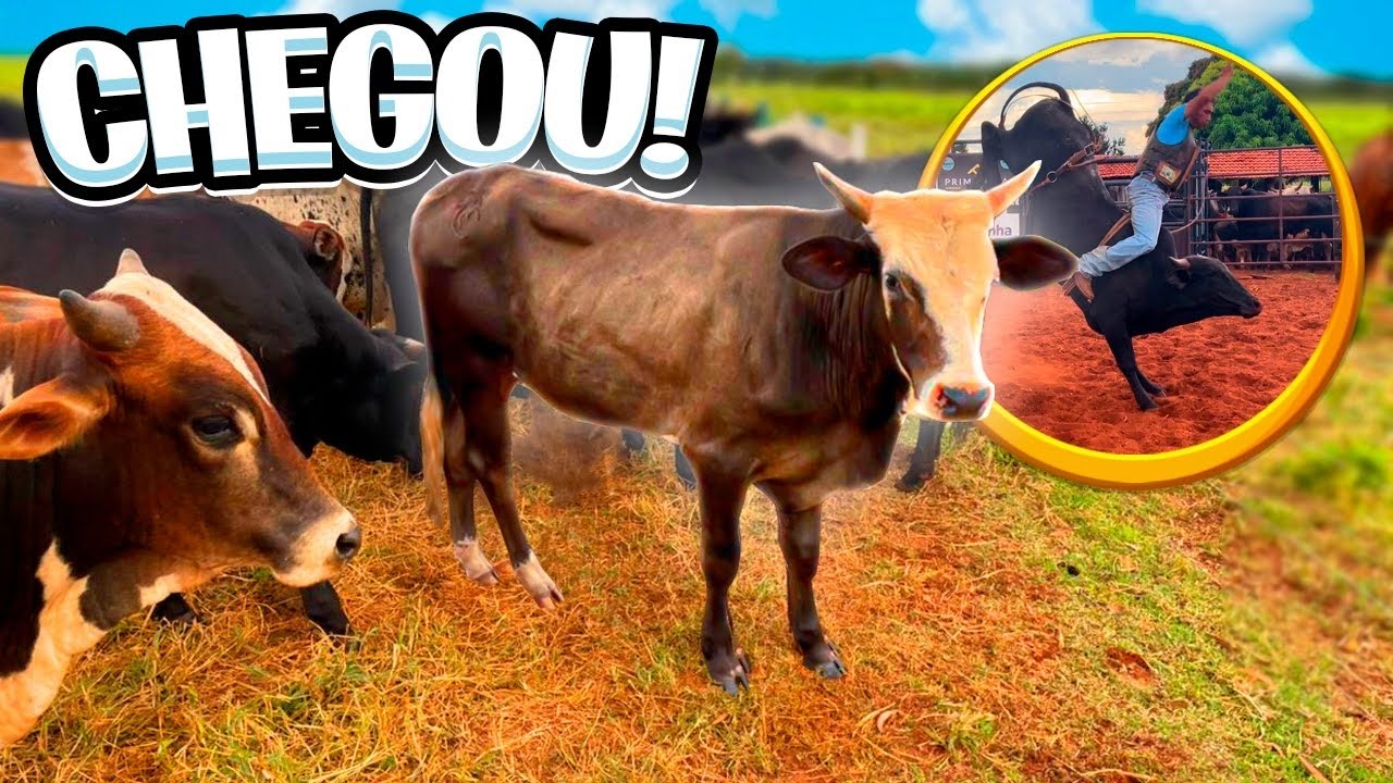 OS BOI DE RODEIO CHEGOU