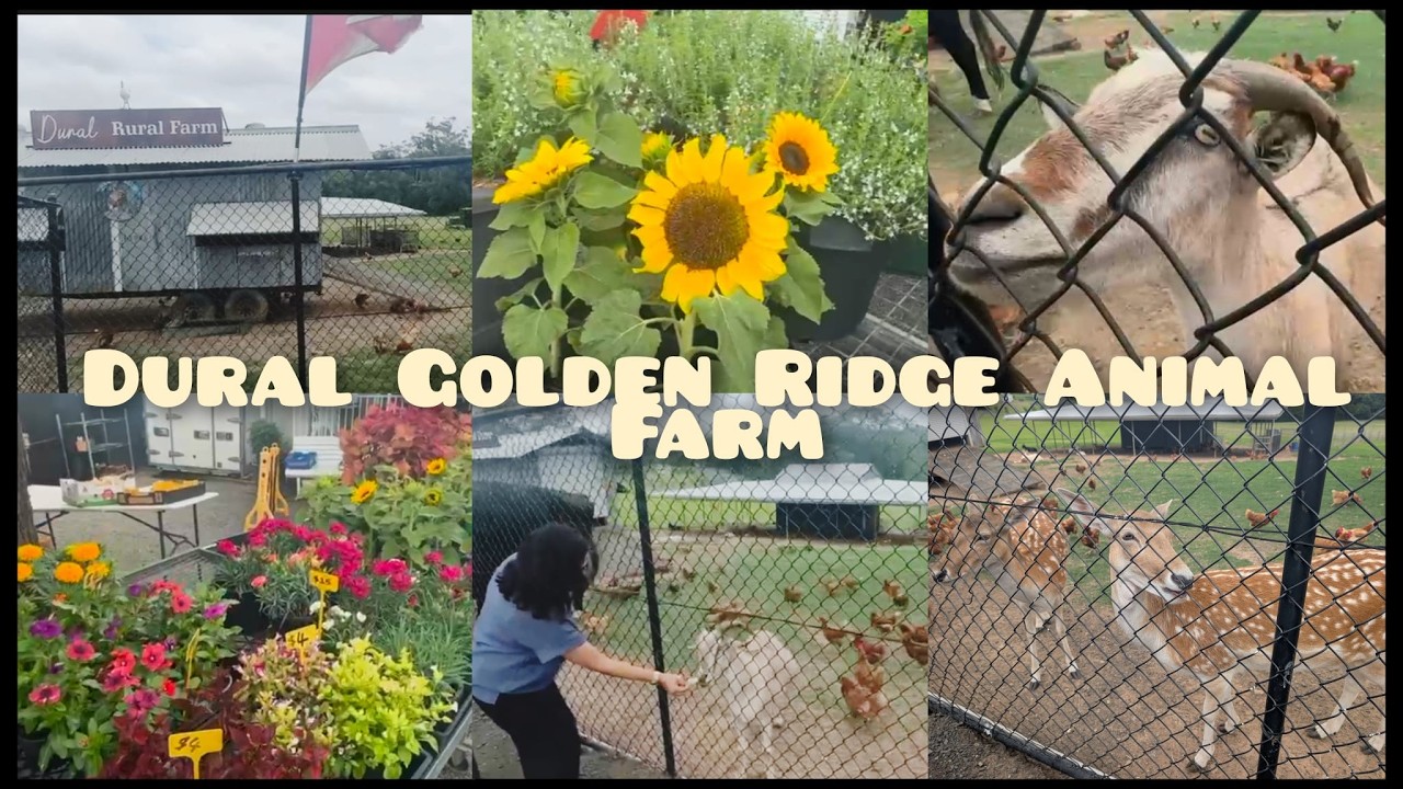 Dural Golden Ridge Animal Farm from Sydney | NSW Australia | Tamil Vlog