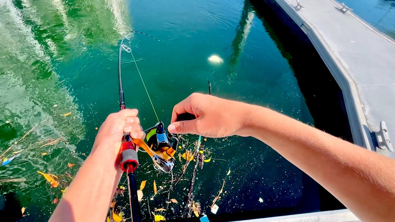 Big Marina Bream go SAVAGE for This Lure