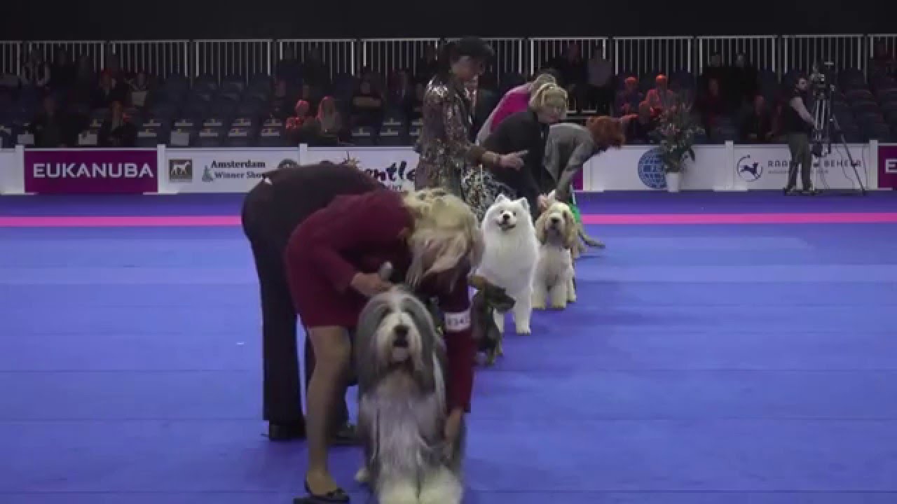 Best in Show - Amsterdam Winner Show 2015