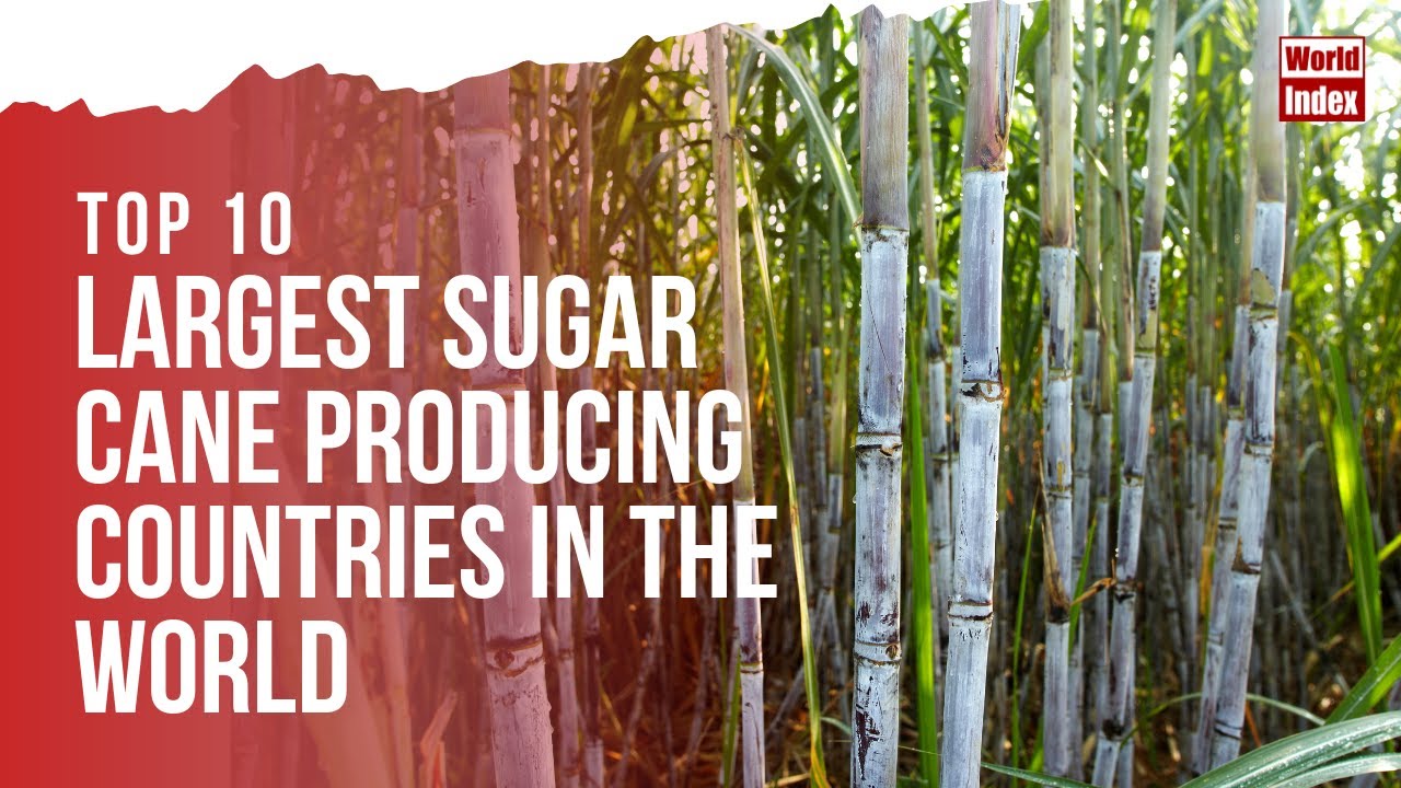 Top 10 Largest Sugar Cane Producing Countries In The World | World Index |