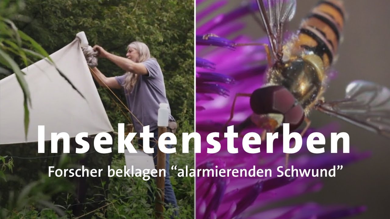 Insektensterben: Immer weniger Arten in Deutschland