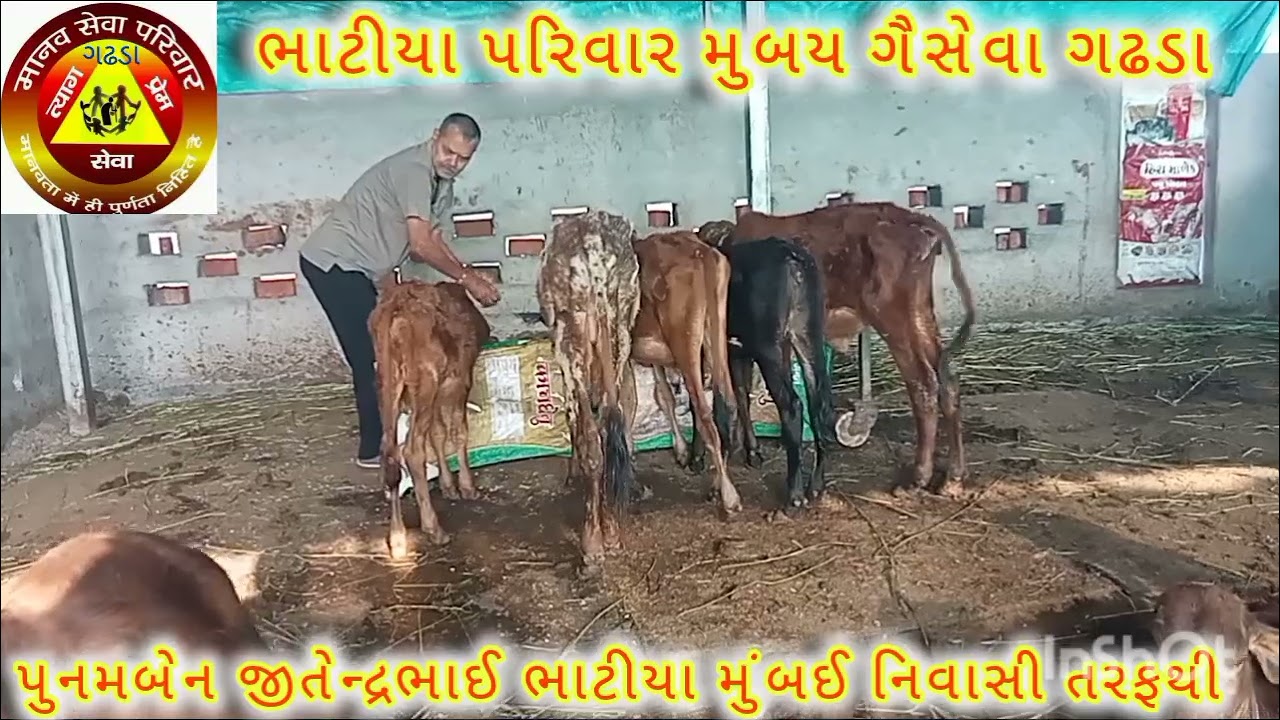 પુનમબેન જીતેન્દ્રભાઈ ભાટીયા મુંબઈ નિવાસી તરફથી ગાયોને કપાસિયા ખાણ તેમજ ગોળ રૂપિયા 500 નો