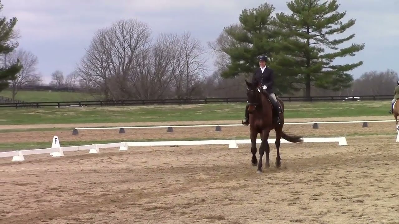 Zsergeant at Paul Frazier Dressage