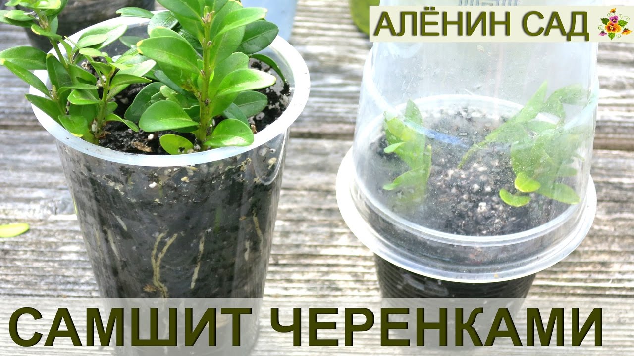 Как размножать САМШИТ / Размножение самшита черенками