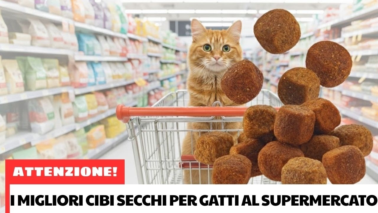 7 Cibi Secchi Proteici e Grain-Free per un Gatto Sano e Muscoloso