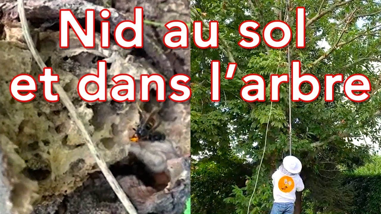 [🔴LIVE] Trois piq&ucirc;res de frelons asiatiques - Nid principal dans l&rsquo;arbre et nid satellite au sol