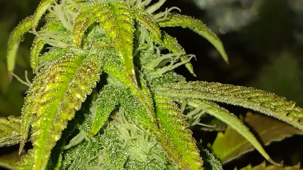 Fire Close Up Bud Shots Zkittles, Runtz, NYCD, Week 4!