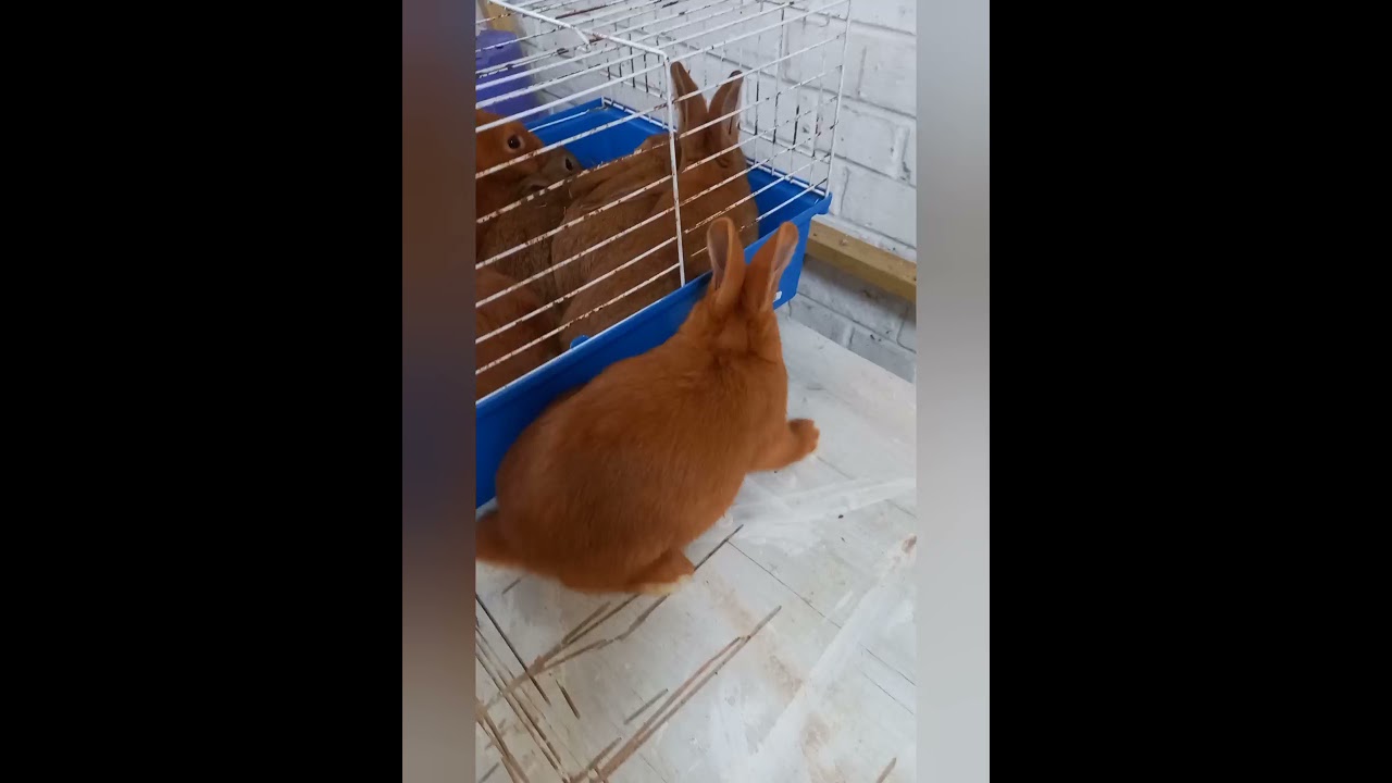 L'élevage de lapins #2 La vaccination 🐇💉
