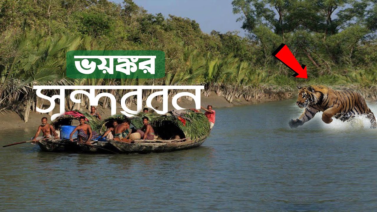 বিশ্ব ঐতিহ্যের সুন্দরবন !! ভয়ঙ্কর সুন্দরবনের অজানা তথ্য যা অনেকর অজানা !! SUNDARBAN | Documentary