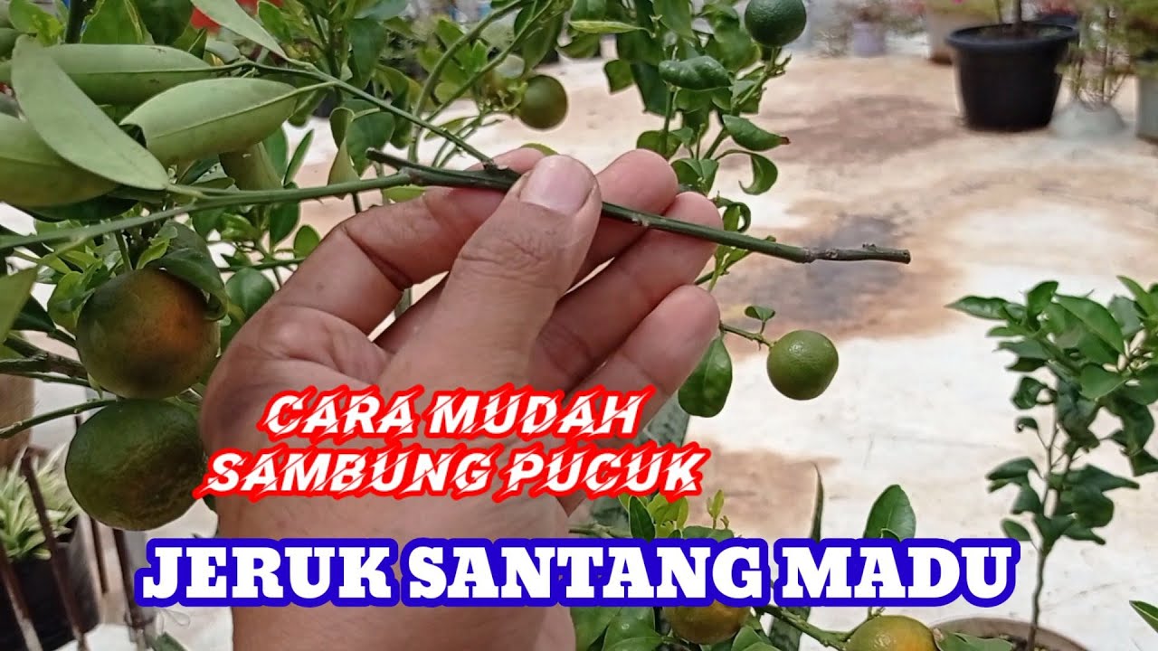 Cara Mudah Sambung Pucuk Jeruk Santang Madu _ kebun langit