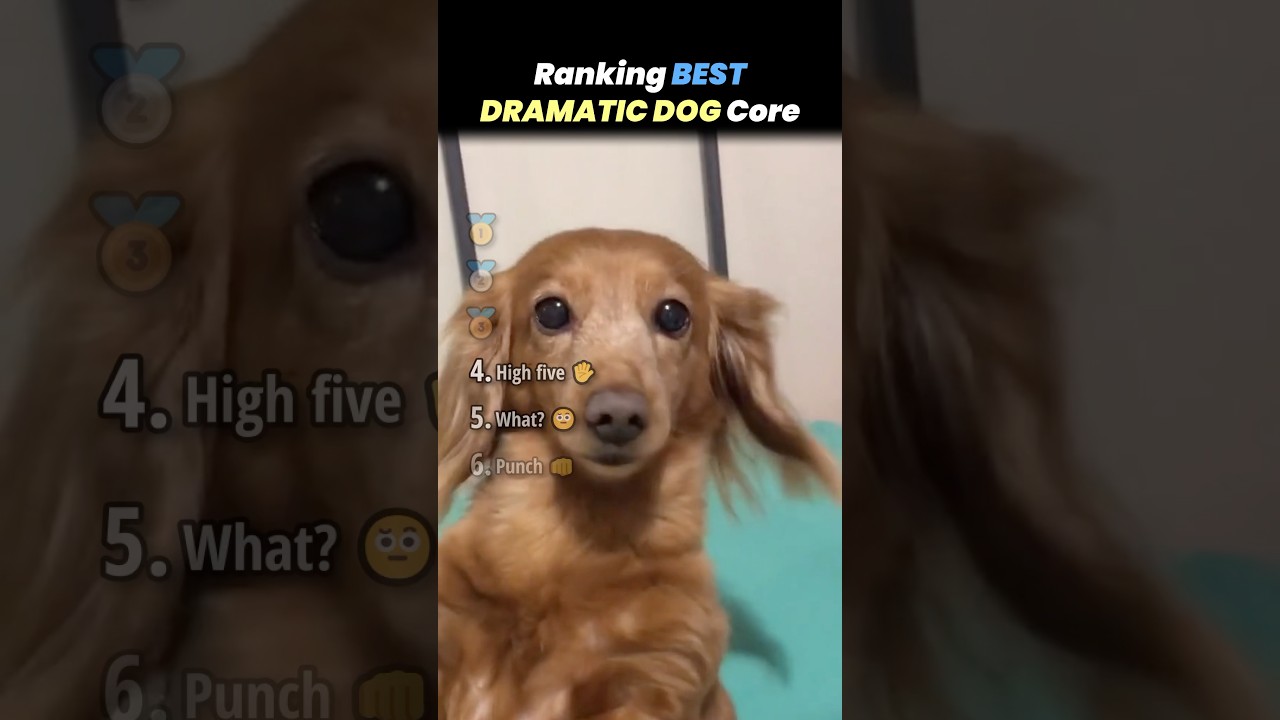 Рейтинг самых драматичных моментов из жизни собак!! 🐶