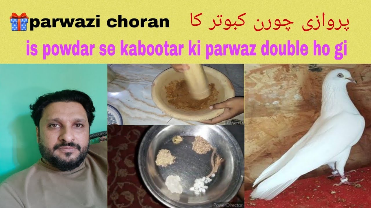 🎁Garmi ka lajawab nuska lowflyer or gola kabootar ka کبوتر کو اڑانے کا پروزی پانی