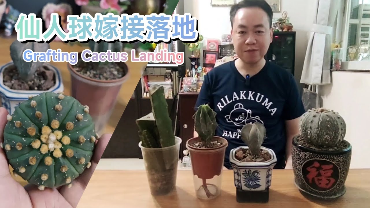 仙人球嫁接落地 Grafting Cactus Landing 發根神器發根小技巧