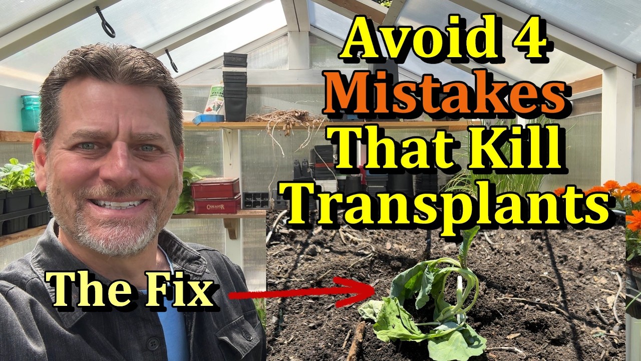 4 распространенные ошибки при пересадке растений в саду и способы их исправления &mdash; как правильно ...