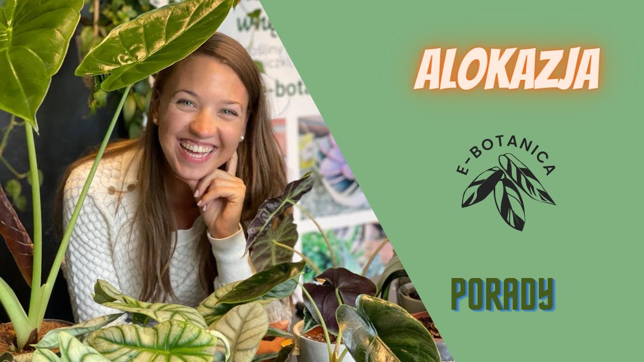 Porady E-botanica - Alokazja ☘️