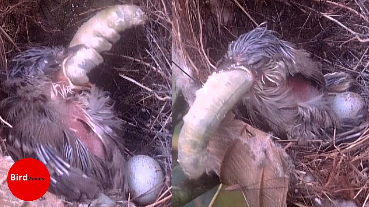 A STRUGGLE THAT IS NOT IN VAIN FOR BIRDS 
