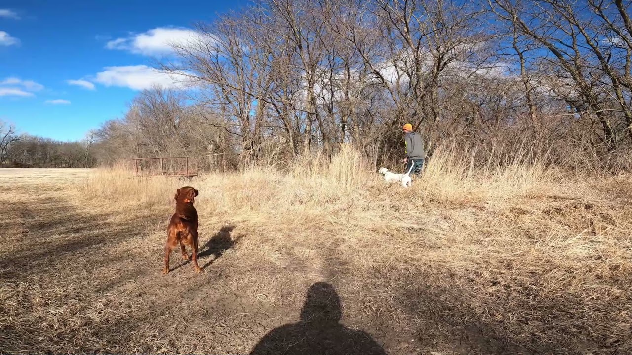 Bird Dog Training with Pen Raised Quail