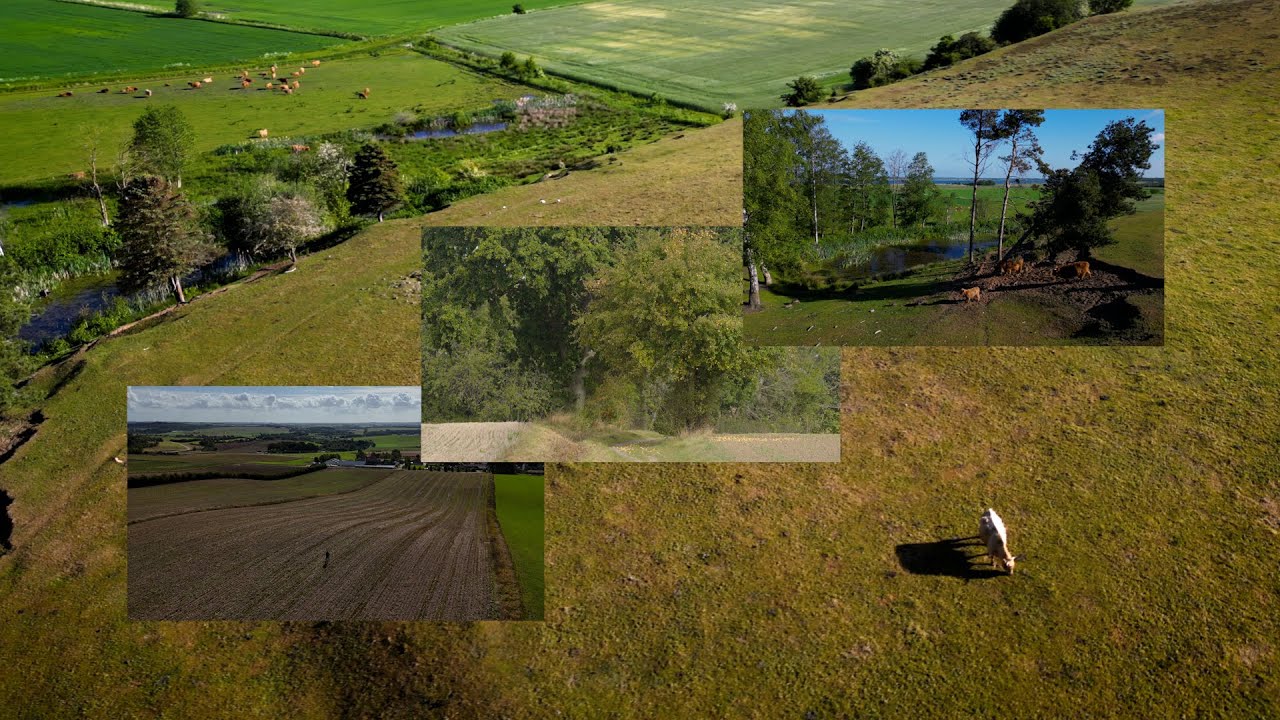 Forbedring af biodiversitet på permanente græsarealer